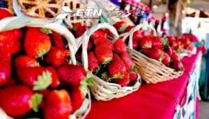 Feria de las Fresas