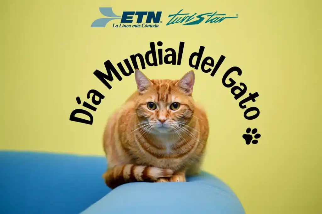 dia-mundial-del-gato