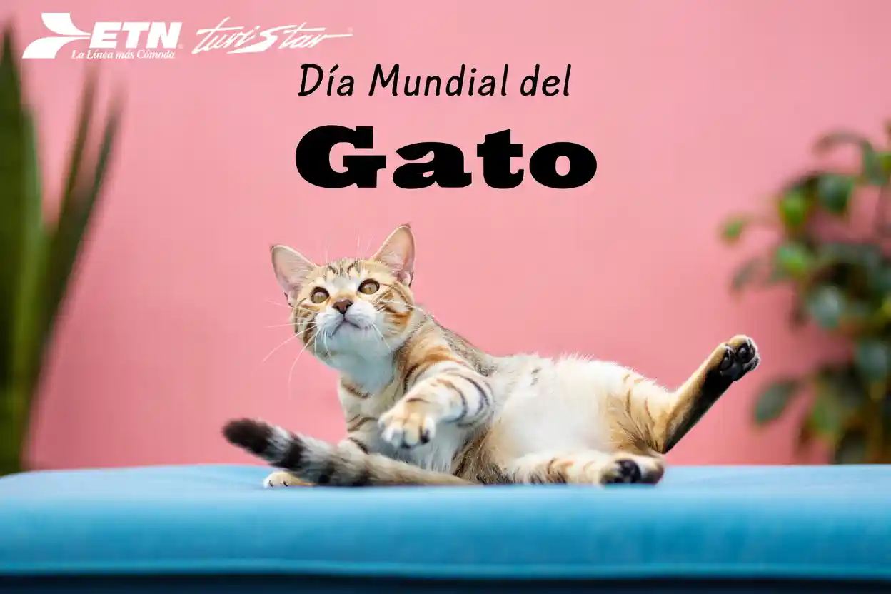 dia-mundial-del-gato-2025