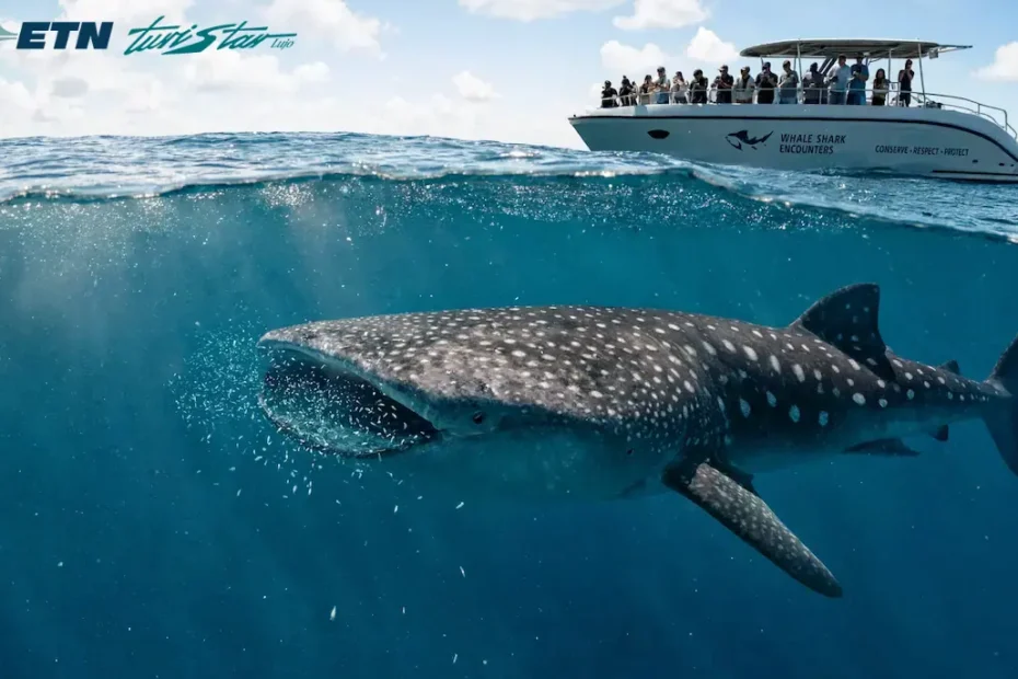 Una expedición de lujo observando al Tiburón Ballena en el Caribe Mexicano, resaltando la inmensidad del animal y la logística premium de ETN Turistar.